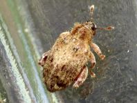 Rhynchaenus quercus