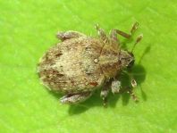 Rhynchaenus quercus
