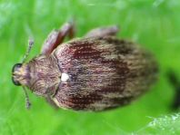 Rhynchaenus testaceus