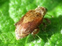 Rhynchaenus quercus