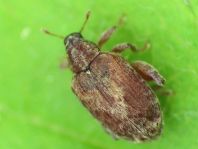 Rhynchaenus quercus