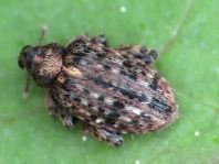 Rhynchaenus pilosus