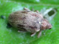 Rhynchaenus testaceus