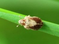 Rhynchaenus quercus