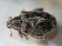 Rhynchaenus quercus