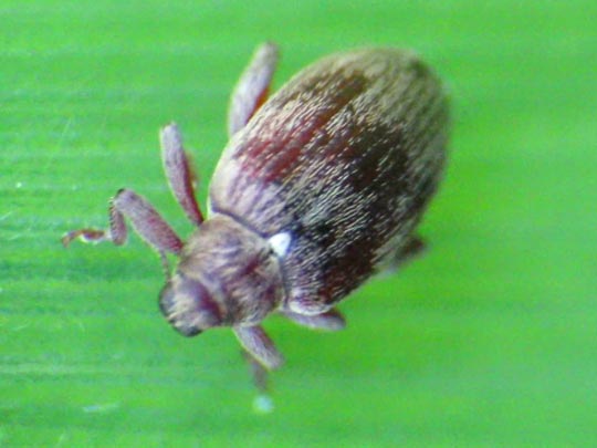 Rhynchaenus testaceus