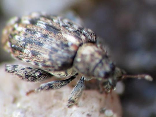 Rhynchaenus pilosus