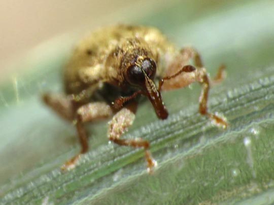 Rhynchaenus pilosus