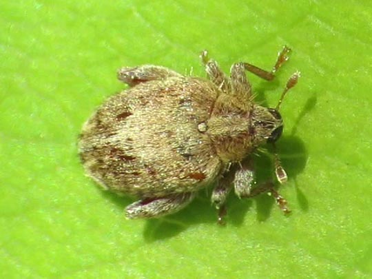 Rhynchaenus pilosus