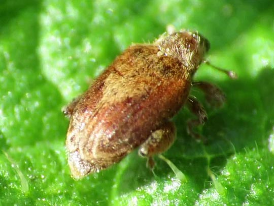 Rhynchaenus pilosus