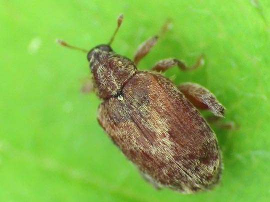 Rhynchaenus pilosus