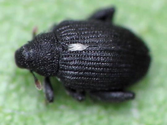 Rhynchaenus jota