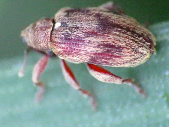 Rhynchaenus testaceus