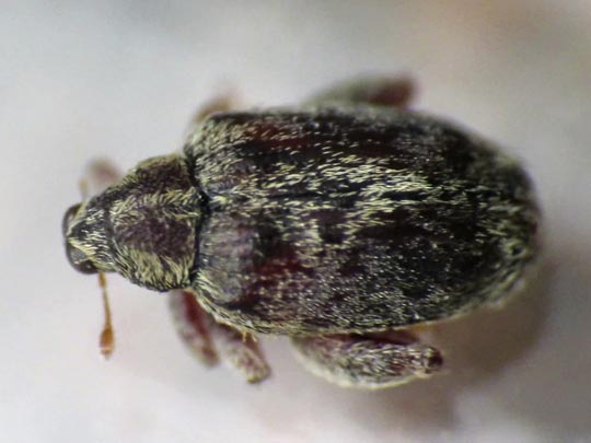 Rhynchaenus pilosus
