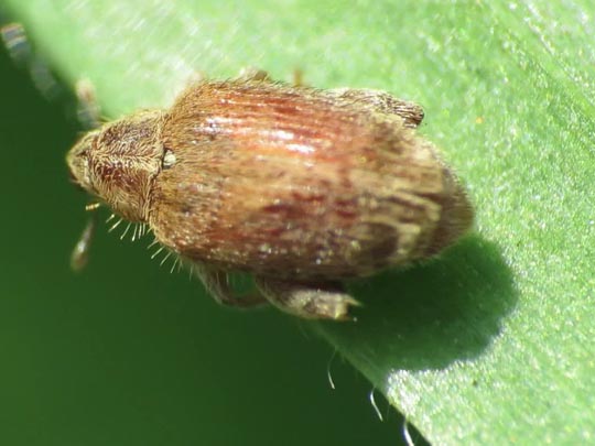 Rhynchaenus pilosus
