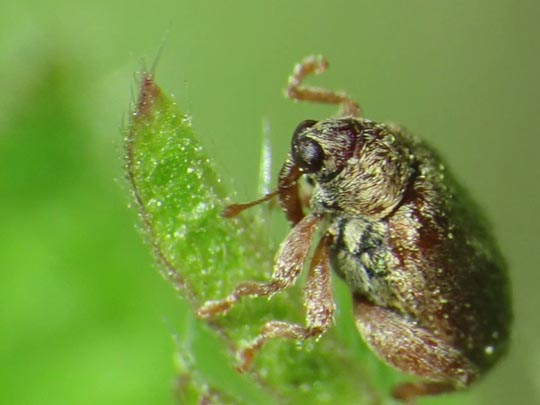 Rhynchaenus pilosus