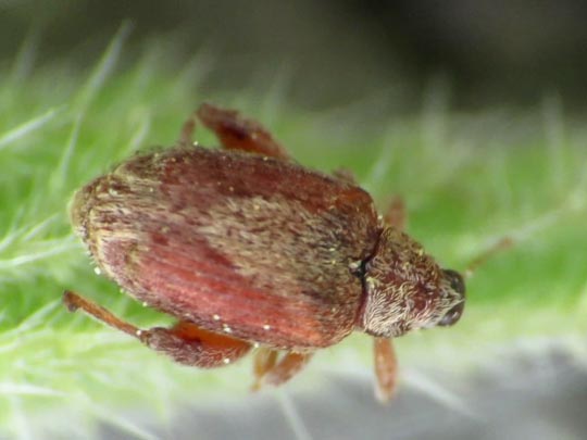 Rhynchaenus pilosus