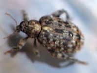 Rhynchaenus pilosus