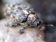 Rhynchaenus pilosus