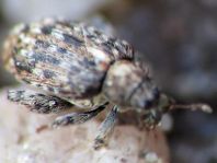 Rhynchaenus pilosus