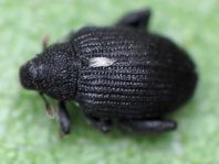 Rhynchaenus jota
