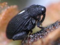 Rhynchaenus jota