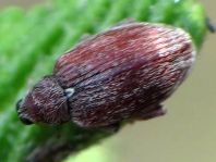 Rhynchaenus testaceus