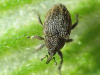 Sibinia pellucens