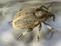 Sibinia pellucens