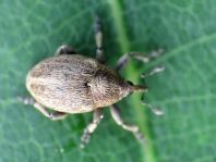 Sibinia pellucens