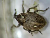 Sibinia pellucens