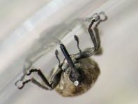 Sibinia pellucens