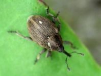 Sibinia pellucens