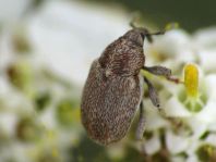 Sibinia pyrrhodactyla