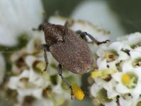 Sibinia pyrrhodactyla