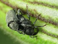 Sibinia cf. pellucens