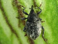 Sibinia cf. pellucens