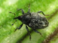 Sibinia cf. pellucens