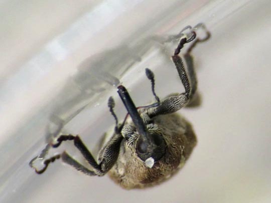 Sibinia pellucens