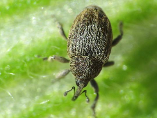 Sibinia pellucens
