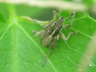 Sitona gressorius, Großer Lupinenblattrandkäfer