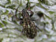 Sitona gressorius