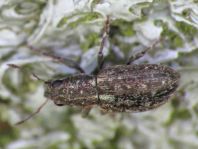 Sitona gressorius
