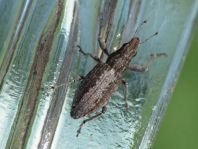 Sitona griseus, Gemeiner Lupinenblattrandkäfer