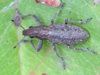 Sitona griseus, Gemeiner Lupinenblattrandkäfer