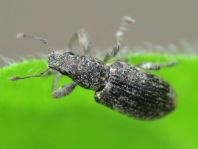 Sitona cf. lepidus