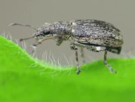 Sitona cf.  lepidus