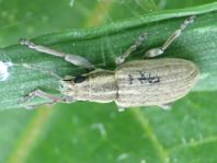 Sitona lineatus