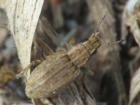 Sitona lepidus