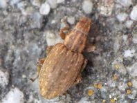 Sitona lepidus